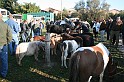 In prà della Antica Fiera di Arsego (7)